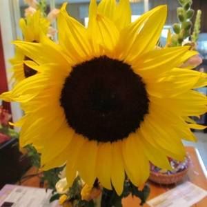 Meet your Posher, Kelley